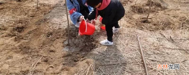 植树节有什么意义