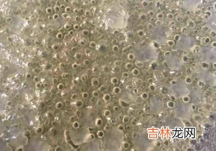 怎么炒核桃仁好吃