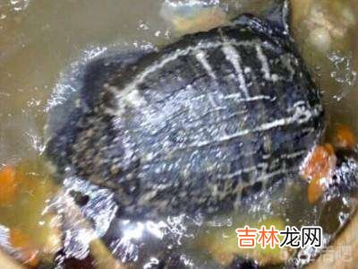 鳖怎么做汤好吃?