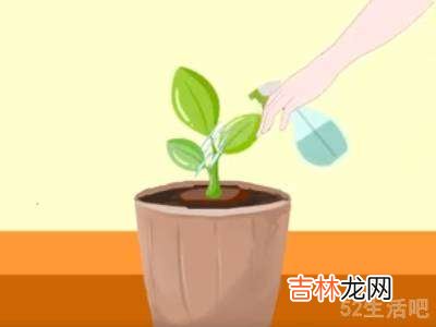 土里肥肥的大白虫怎么消除?