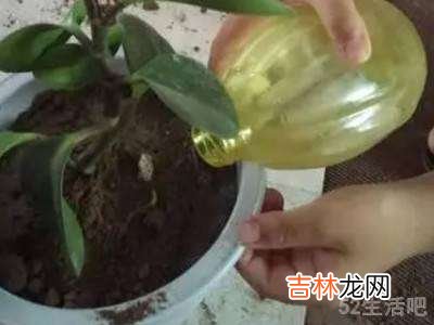 花盆里的西瓜虫怎么消灭掉?