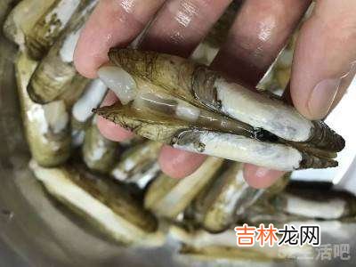 冷冻蛏子怎么处理干净?