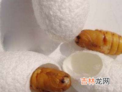 蚕卵太多怎么处理?