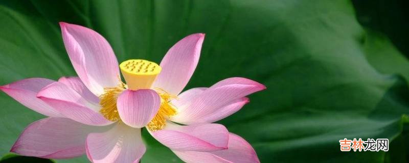 荷花的特点和品质