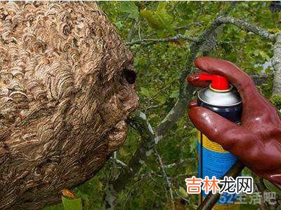 蜂子窝怎么彻底去除?
