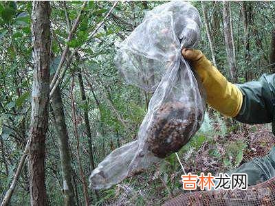 蜂子窝怎么彻底去除?