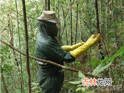 蜂子窝怎么彻底去除?