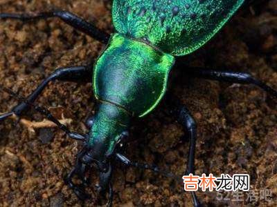白天如何捕捉甲虫?