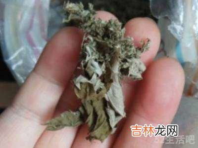 艾草的加工方法?