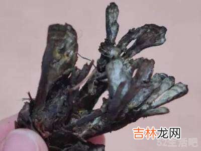 干巴菌怎么清洗干净?