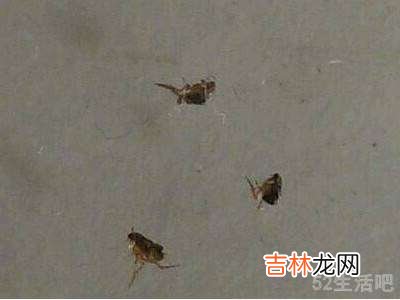跳蚤怎么去除?