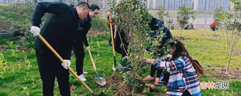 义务植树标语