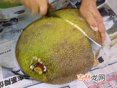 树菠萝怎么开不粘手?