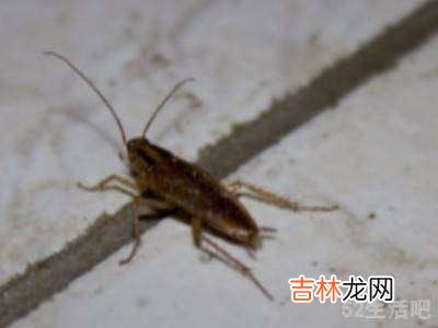 家里太多蟑螂怎么办?
