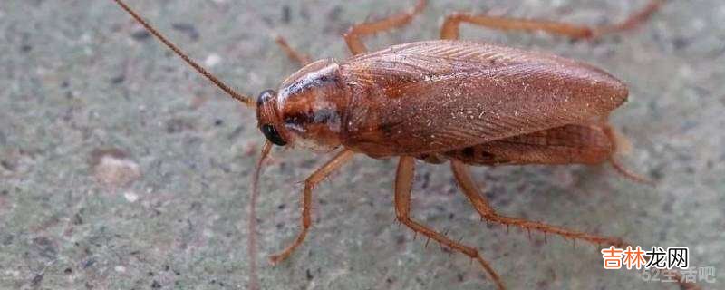 家里太多蟑螂怎么办?