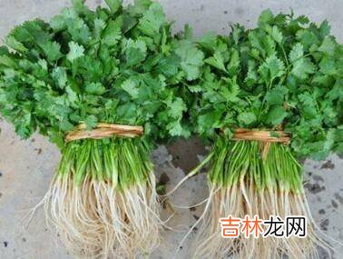 香菜长什么样