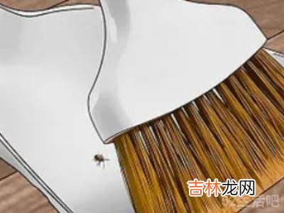 床板有臭虫怎么办?