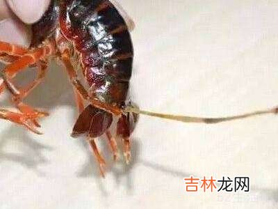 如何清理小龙虾?