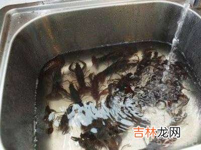 如何清理小龙虾?