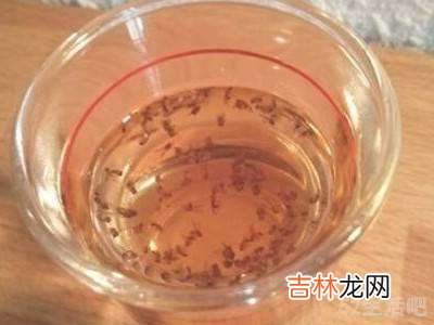 怎么杀果蝇?