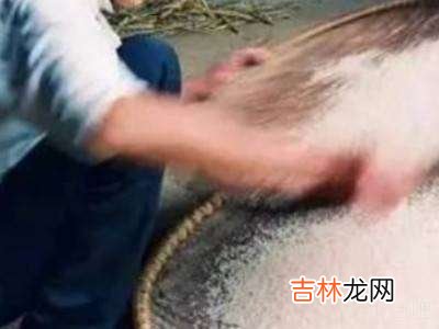 糯米生虫了应该怎样处理?
