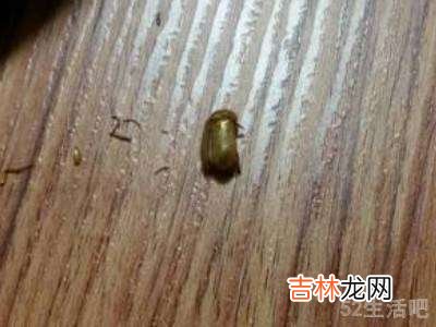 黑毛皮蠹怎么消除?