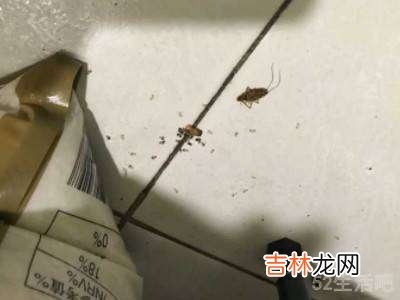 如何消灭家里蟑螂?
