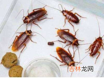 如何消灭家里蟑螂?