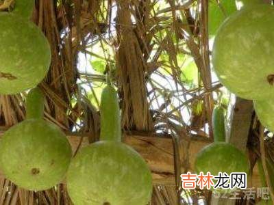 新鲜的葫芦怎样晾干?