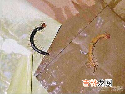 家里面有蜈蚣怎么才能去除啊?