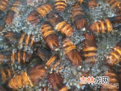 蝉蛹怎么处理可以食用?