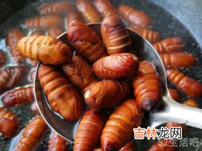 蝉蛹怎么处理可以食用?