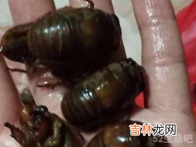 蝉蛹怎么处理可以食用?
