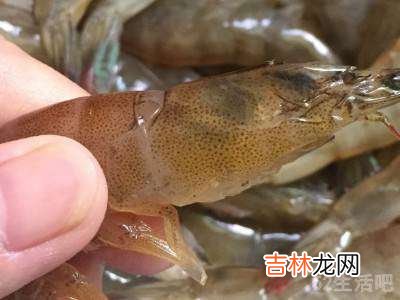 罗氏虾怎么挑虾线?