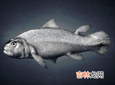 鱼类是怎样为爬上陆地做准备的?