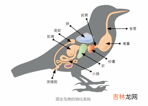 远古鸟类什么时候开始吃种子?