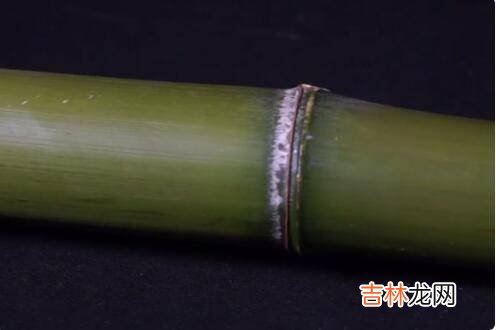 竹酒怎么灌进去的