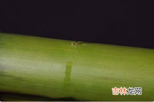 竹酒怎么灌进去的