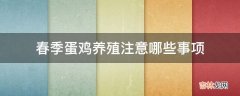 春季蛋鸡养殖注意哪些事项?