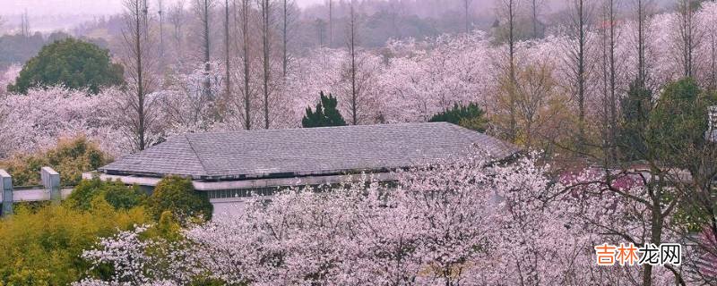 惠州樱花谷风景区在哪里