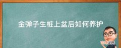 金弹子生桩上盆后如何养护?