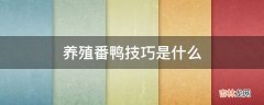 养殖番鸭技巧是什么?