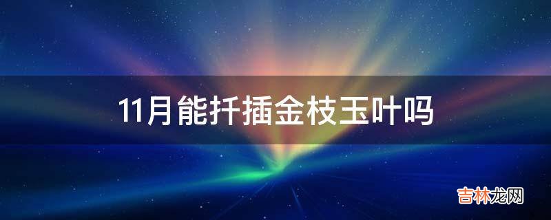 11月能扦插金枝玉叶吗?