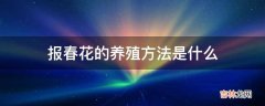 报春花的养殖方法是什么?