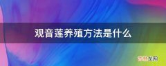 观音莲养殖方法是什么?