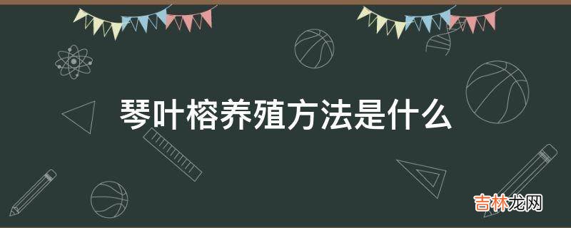 琴叶榕养殖方法是什么?