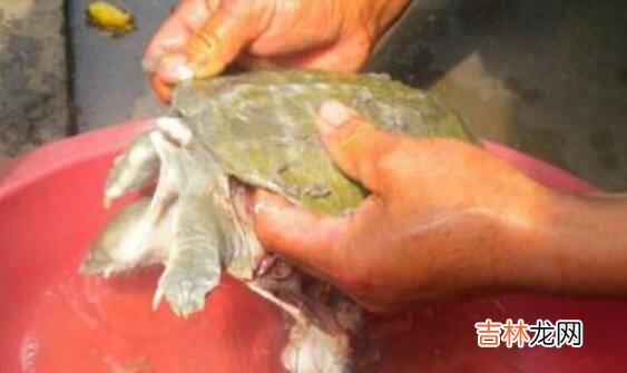杀水鱼怎样杀