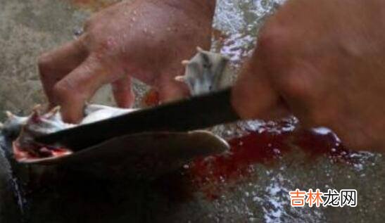 杀水鱼怎样杀