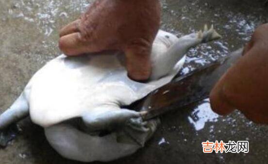 杀水鱼怎样杀