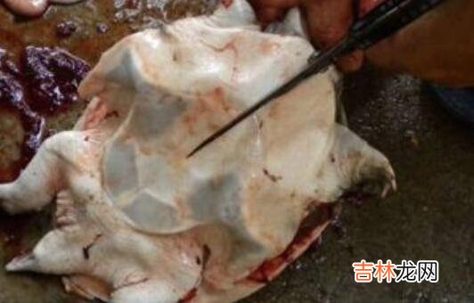 杀水鱼怎样杀